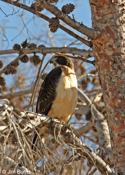 Short-tailed Hawk light morph immature