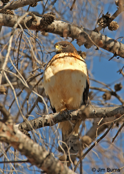 Short-tailed Hawk light morph immature