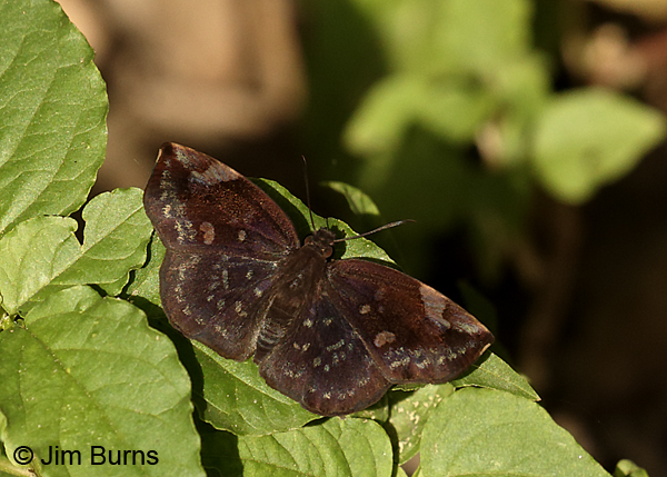 Sickle-winged Skipper female, Texas