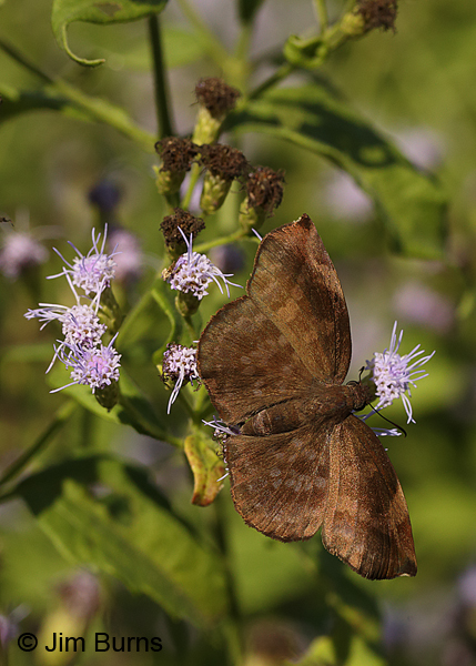 Sickle-winged Skipper fresh female at Crucita, Texas