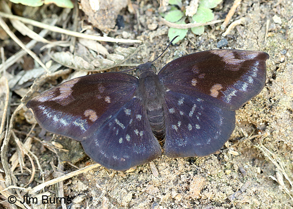 Sickle-winged Skipper male, Texas