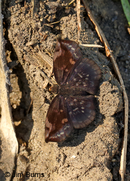 Sickle-winged Skipper male #2, Texas