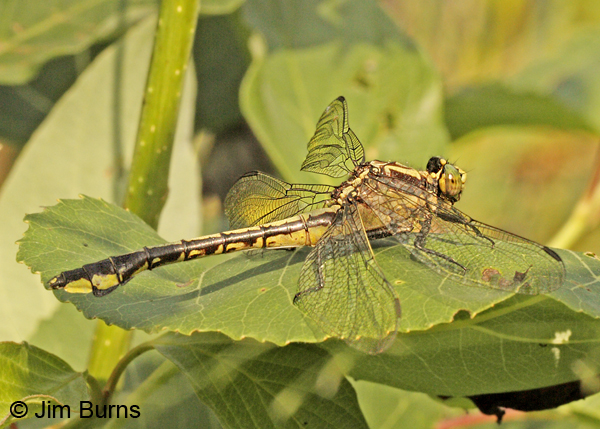 Skillet Clubtail female, Lake Co., MN, July 2012