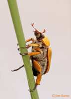Goldsmith Beetle (Cotalpa lanigera)