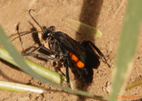 Spider Wasp (Anoplius americanus), Salt River, Arizona--0860
