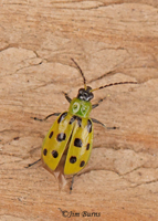 Spotted Cucumber Beetle, Whitewater Draw Wildlife Area, Arizona