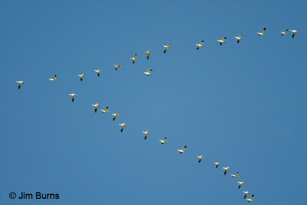 Snow Goose flock in "V" formation