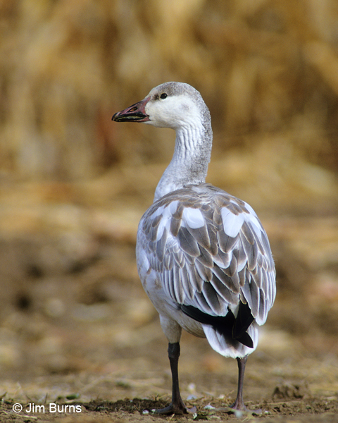 Snow Goose juvenile