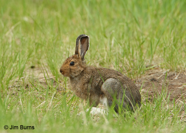 Snowshoe Hare, summer