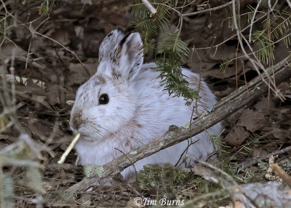 Snowshoe Hare, winter--6138