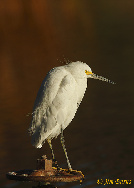 Snowy Egret, the new hydrologist at the fishing lake--0480