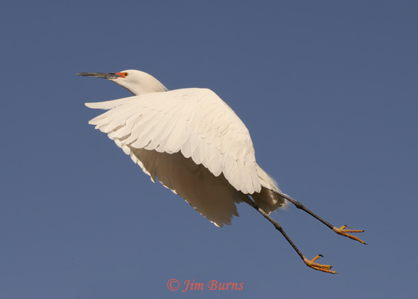 Snowy Egret in flight, breeding plumage--0673