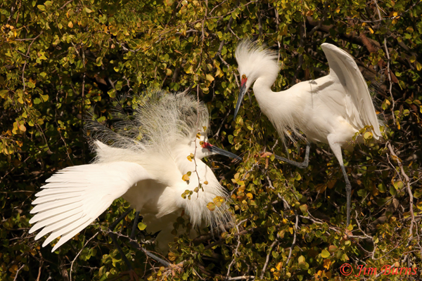 Snowy Egret negotiations--0905