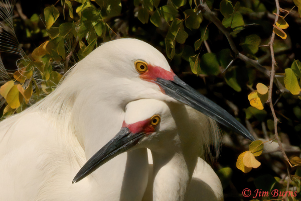 Snowy Egret mates in breeding plumage--0937