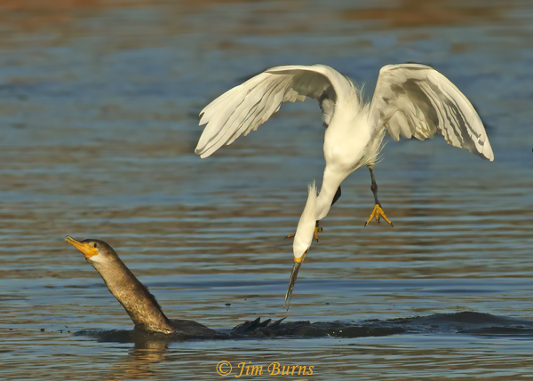 Snowy Egret attacking Double-crested Cormorant for fish--2903
