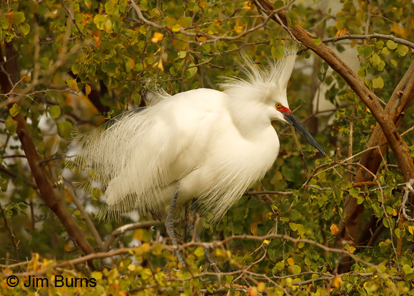 Snowy Egret breeding plumage