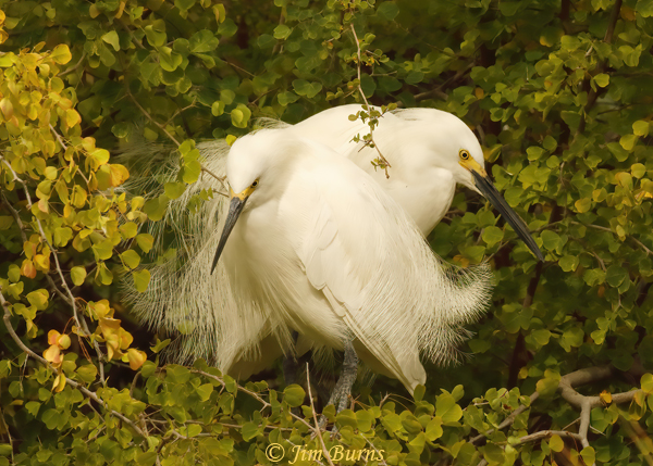 Snowy Egret pair at home in cottonwood bower--4931