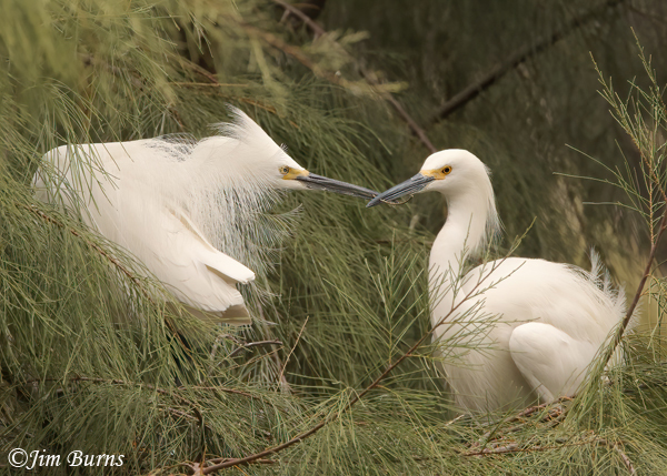 Snowy Egrets exchanging nest material--8037