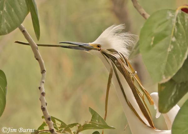 Snowy Egret with nest material--8047