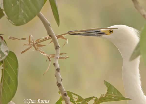Snowy Egret with nest material #2--8106