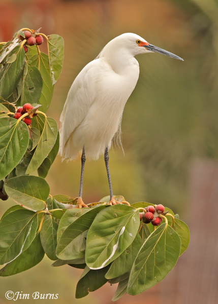 Snowy Egret breeding plumage in fig tree--8125