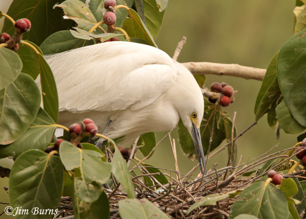 Snowy Egret with eggs in nest--8159