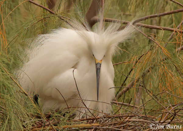 Snowy Egret in breeding plumage on nest--8171