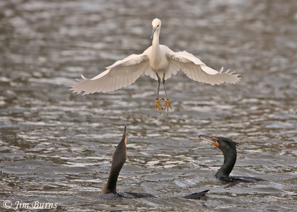 Snowy Egret negotiations with two Double-crested Cormorants--8415