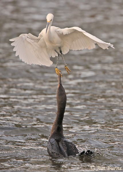 Snowy Egret with foot caught by Double-crested Cormorant--8419