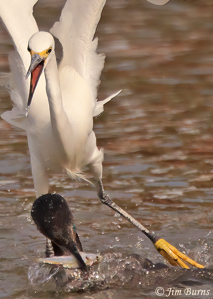 Snowy Egret harassing Double-crested Cormorant, close-up--8984--2--2