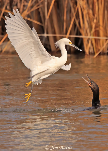 Snowy Egret harassing Double-crested Cormorant #2--9054