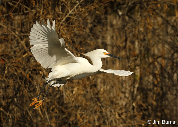 Snowy Egret in flight 6030