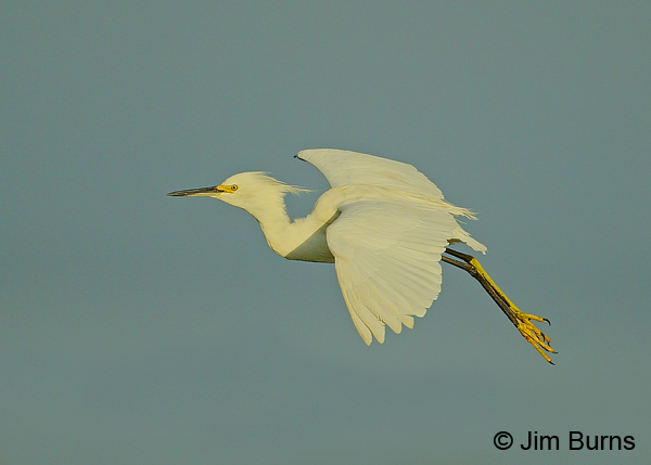 Snowy Egret in flight
