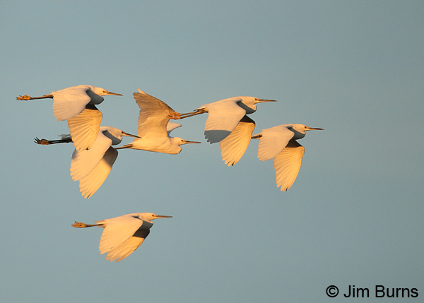 Snowy Egret sunrise flight