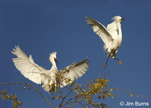 Snowy Egrets territorial negotiations 6013