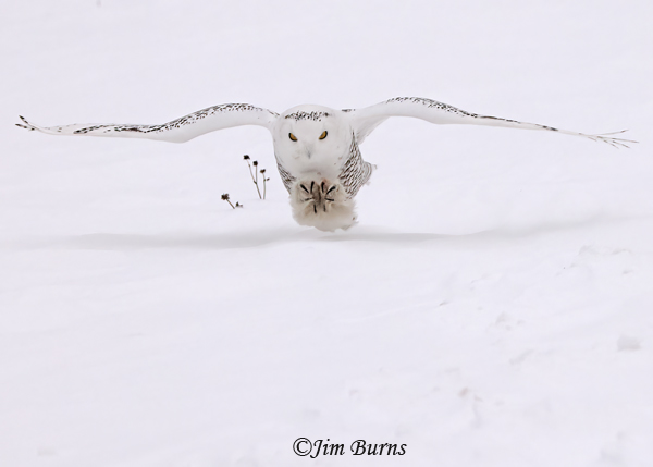 Snowy Owl knives out--0011