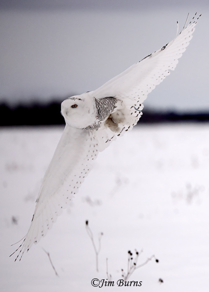Snowy-Owl flight--0075