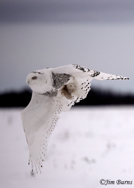 Snowy-Owl flight #2--0076