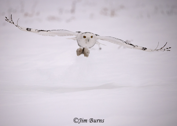 Snowy-Owl incoming over snow--0149