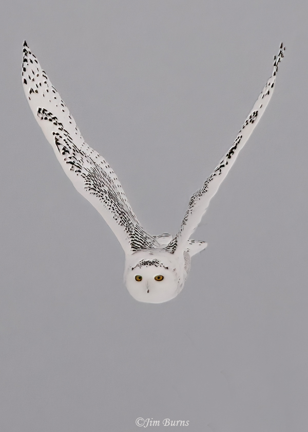 Snowy-Owl flight #3--1173