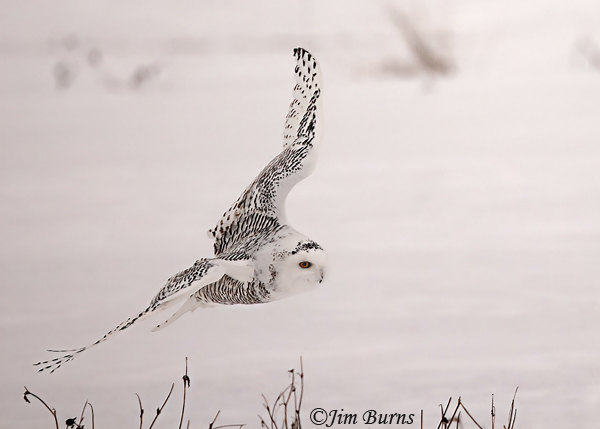 Snowy Owl banking #3--1220