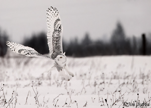 Snowy Owl banking--1279