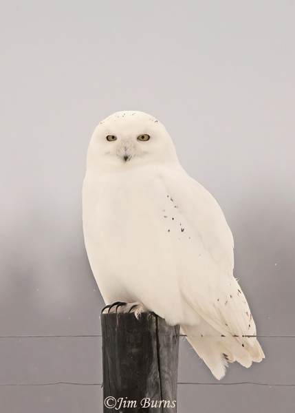 Snowy Owl male close-up--1416