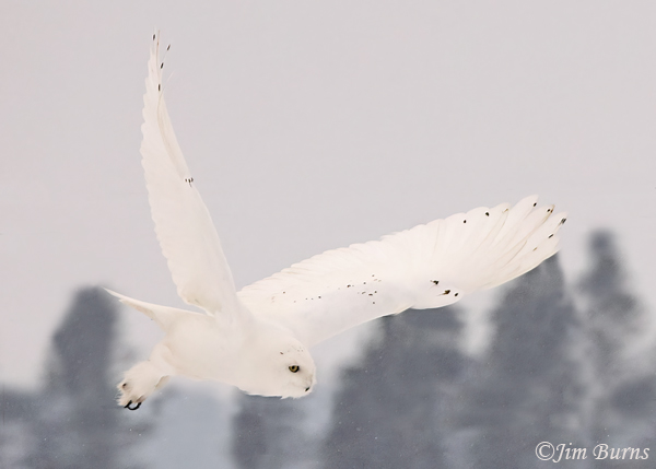 Snowy Owl male flying in snowstorm--1429