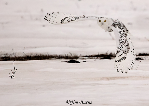 Snowy Owl banking #2--2111