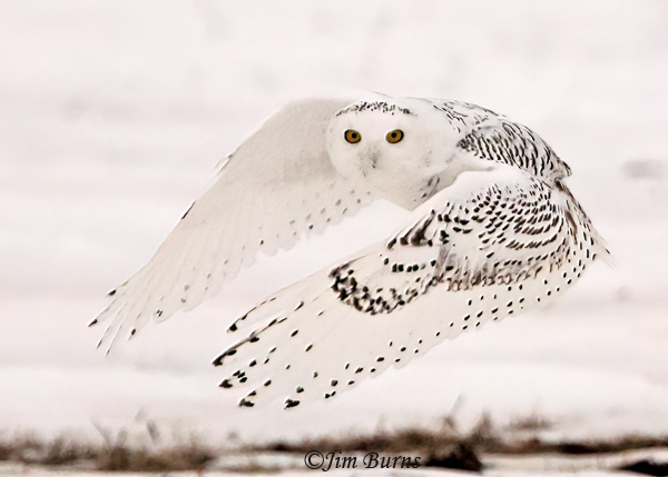 Snowy Owl juvenile looking over wing #3--2112