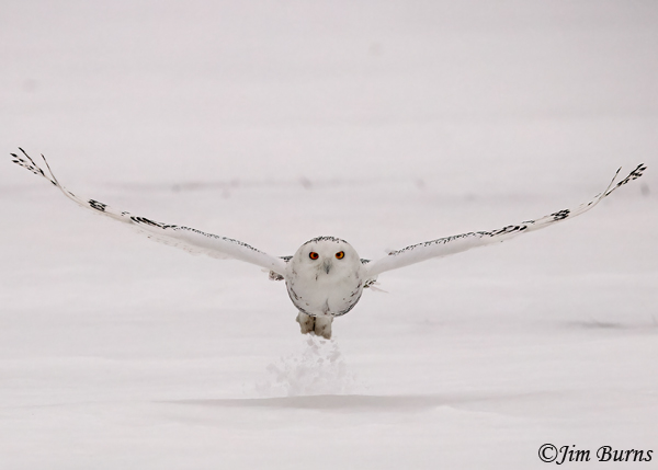 Snowy-Owl incoming over snow #3--2316