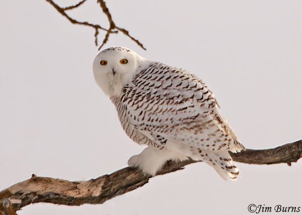 Snowy Owl in tree--9570