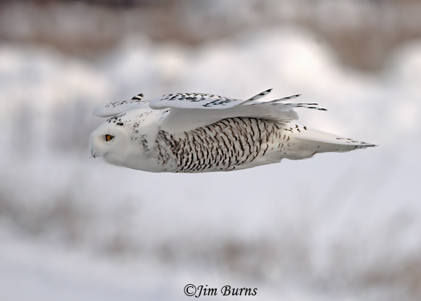 Snowy-Owl flight #5--9589