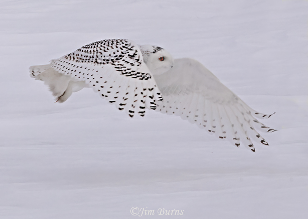 Snowy-Owl flight #6--9965